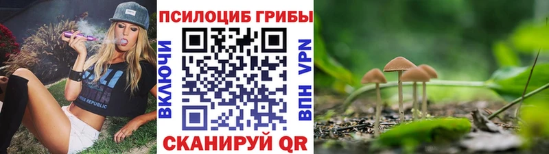 Псилоцибиновые грибы Cubensis  где продают   Кириши 